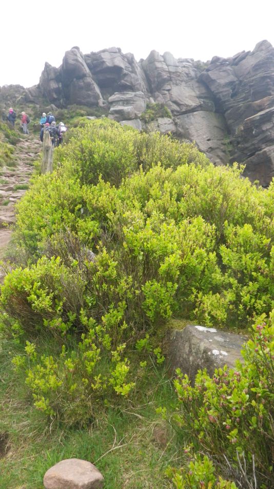 2019-05-01 17 Vaccinium myrtillus or Bilberry.jpg